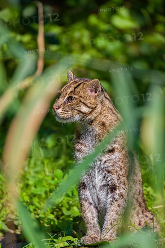 A fishing cat (Prionailurus viverrinus) peeking through dense riverine vegetation