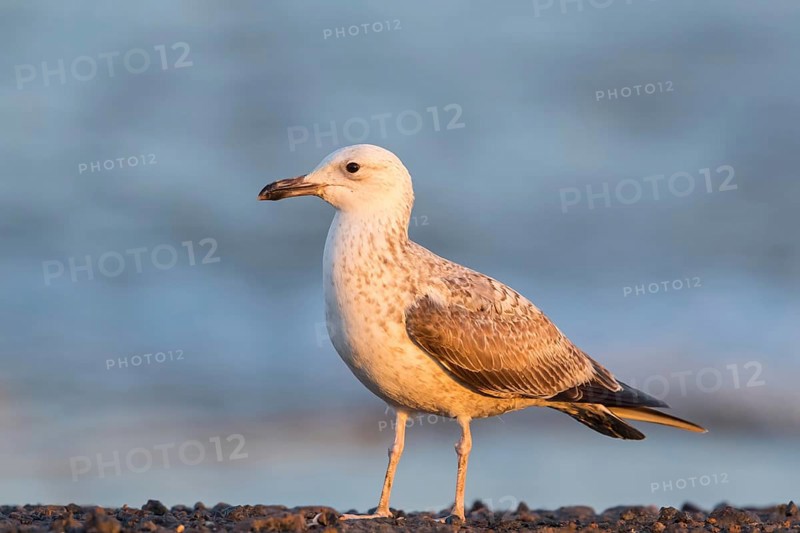 Armenienmöwe, Armeniermöwe, Larus armenicus, Larus cachinnans armenicus, Armenian Gull
