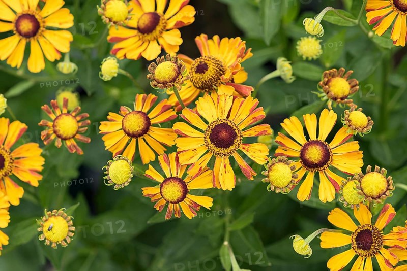 Sunflower (Helenium 'Rauchtopas'), Merkel family, Germany