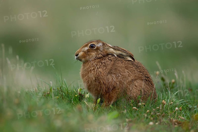 European brown hare (Lepus europaeus) adult animal in grassland in a rain shower, Suffolk, England, United Kingdom