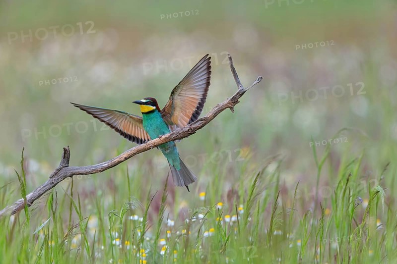 Bee-eater, (Merops apiaster), individual, perch, Tiszaalp-r, Kiskuns-gi National Park, B-cs-Kiskun, Hungary