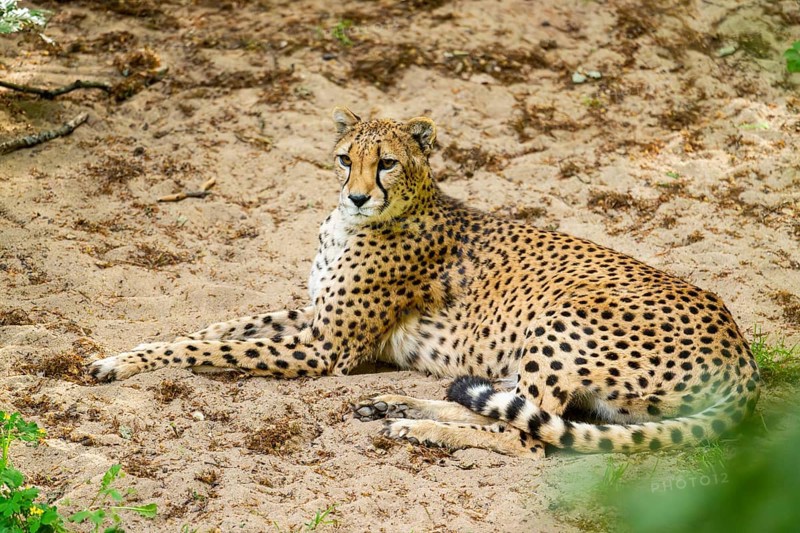 Cheetah (Acinonyx jubatus) lying ion the ground, Germany