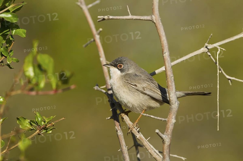 Menetries's Warbler (Sylvia mystacea), Oman