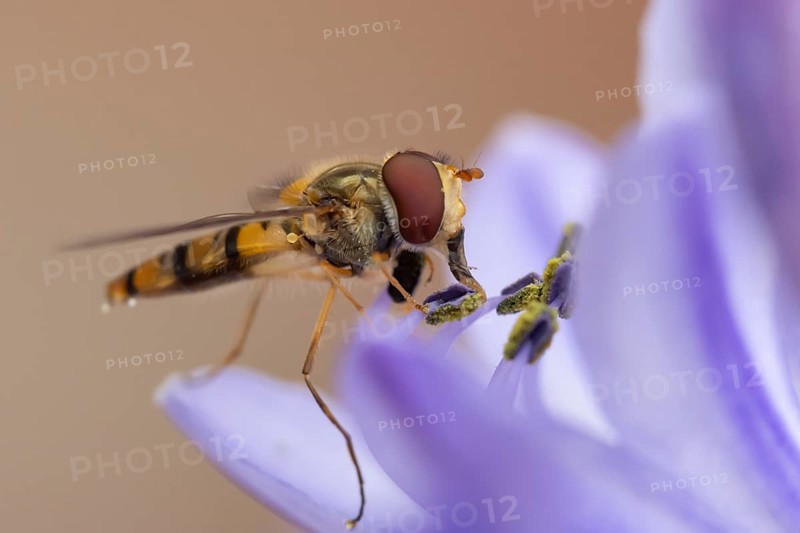 Common hoverfly (Eupeodes corollae) adult insect feeding on a garden blue Agapanthus flower in summer, England, United Kingdom