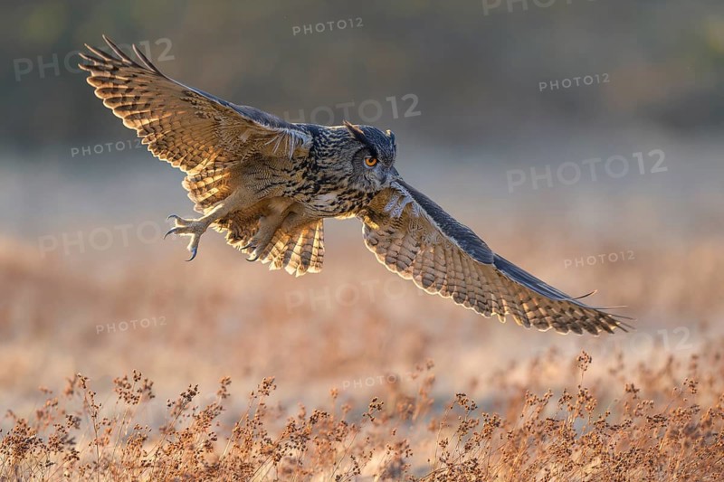 Eurasian Eagle-owl (Bubo bubo), in flight over a meadow in the last light, backlight, Swabian Alb biosphere reserve, Baden-Württemberg, Germany