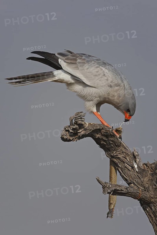 Pale Chanting Goshawk (Melierax canorus), Oshikoto, Namibia