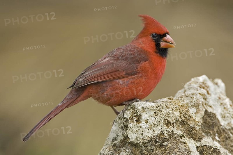 Northern Cardinal (Cardinalis cardinalis), Texas, USA