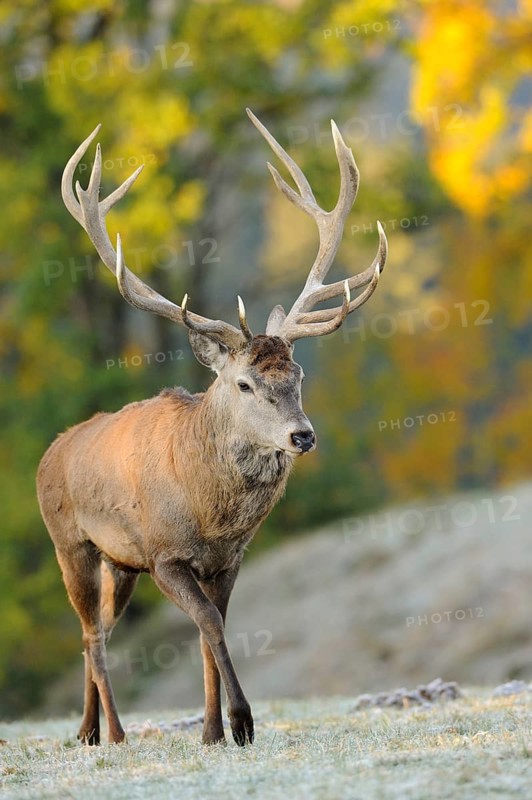 A magnificent stag with large antlers in autumn forest, red deer (Cervus elaphus), Bavaria