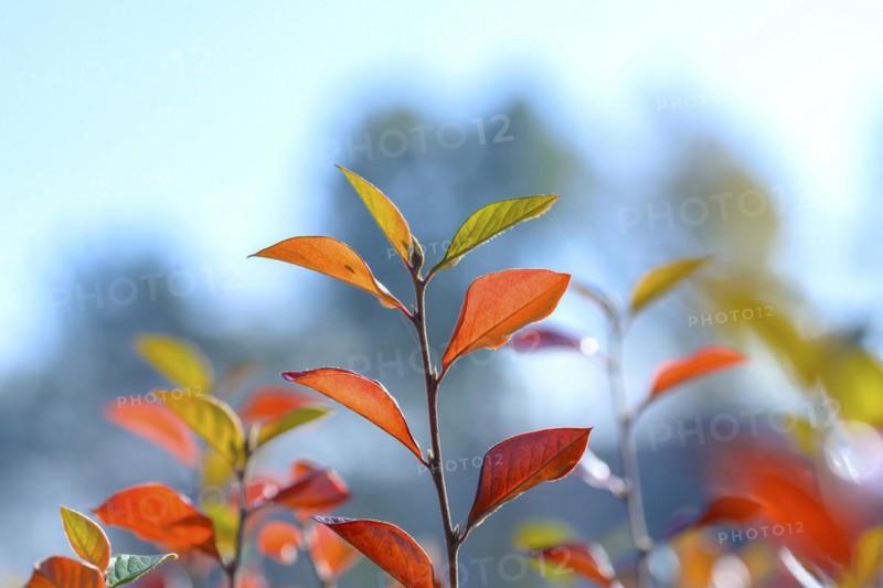 Glossy cotoneaster (Cotoneaster lucidus), Pruhonice Dendrological Garden, Pruhonice, Prague, Czech Republic