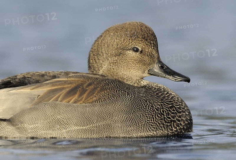Gadwall (Mareca strepera) male, British Columbia, Canada
