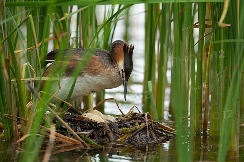 Great crested grebe (Podiceps cristatus) adult bird on a nest with eggs on a lake in summer, England, United Kingdom