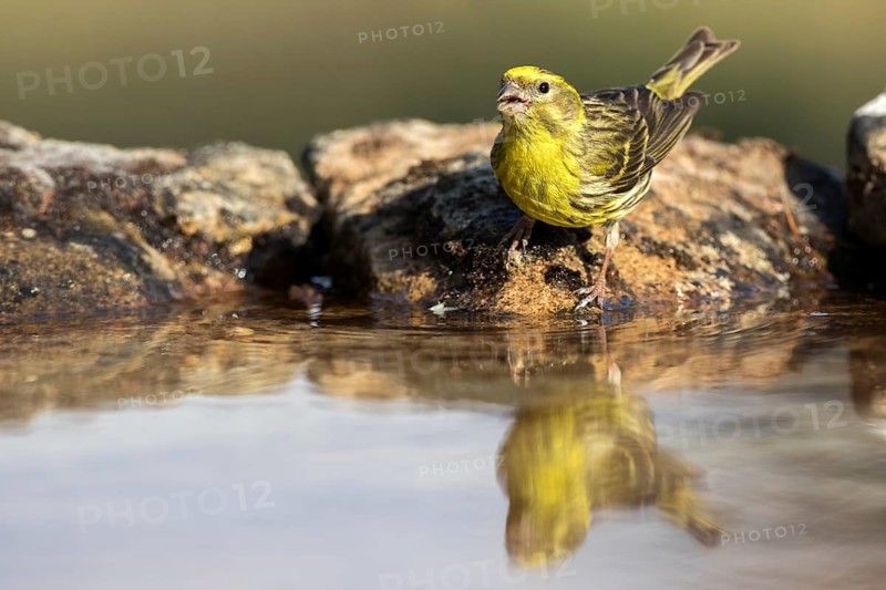 European Serin (Serinus serinus) male, Castile and Leon, Spain