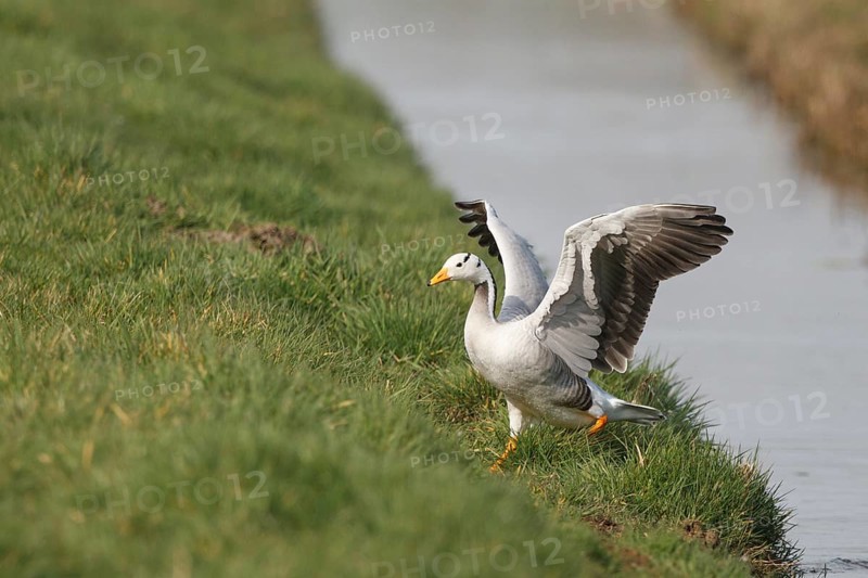 Bar-headed Goose (Anser indicus), Netherlands
