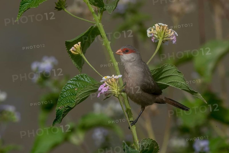 Common Waxbill (Estrilda astrild) perched on a branch, Cape Verde