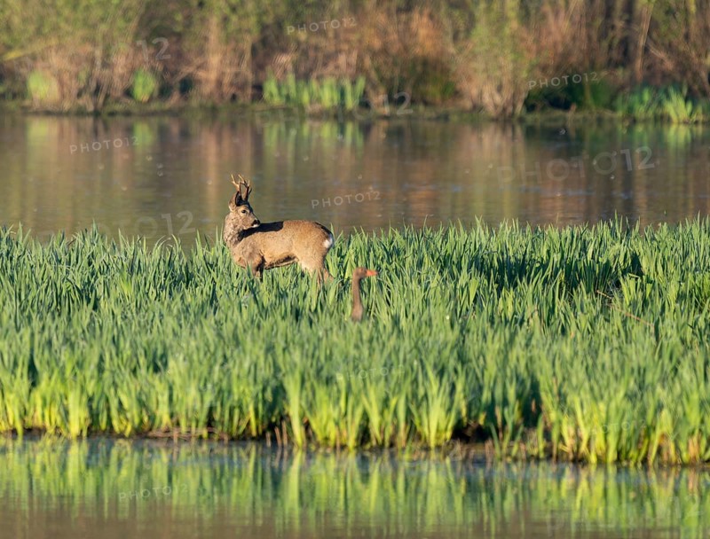 Roe deer (Capreolus capreolus), roebuck in winter coat, winter cover standing in a wet meadow, in a wetland biotope at a lake, wildlife, Lower Saxony, Germany