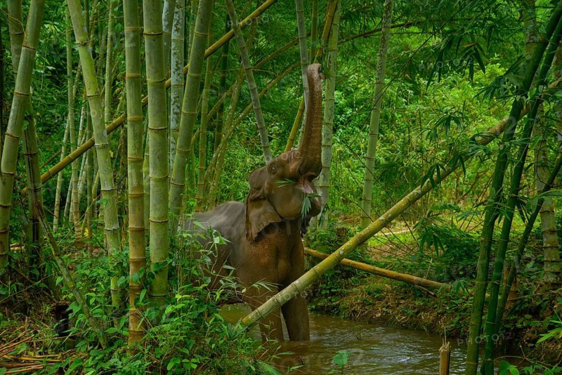 An Asian elephant enjoys a bamboo meal in Thailand's lush forest. Its trunk reaches high among tall green stalks, capturing the beauty of wildlife in a tropical paradise