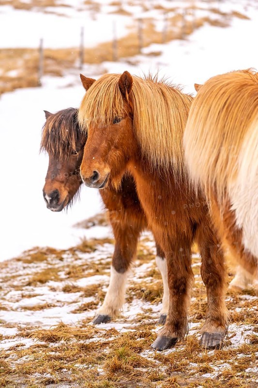 Portrait of a group of brown horses in the cold winter with snow in Iceland, Icelandic horse