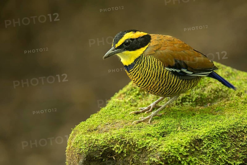 Javan Banded Pitta (Hydrornis guajanus) male perched on mossy stone, East Java, Indonesia
