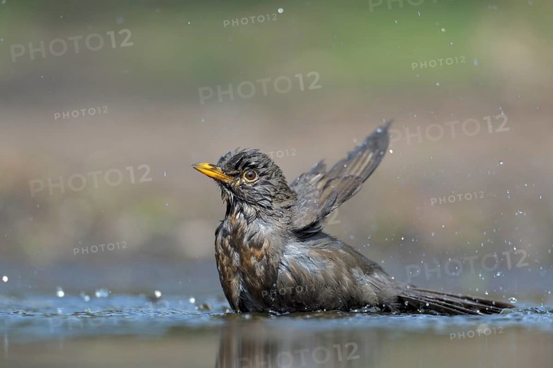 Common Blackbird (Turdus merula) female bathing, Netherlands