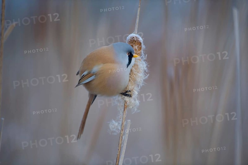 Bearded Reedling (Panurus biarmicus) male feeding on cattail seed, Thuringia, Germany