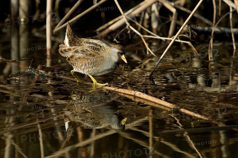 Sora (Porzana carolina) in freshwater marsh