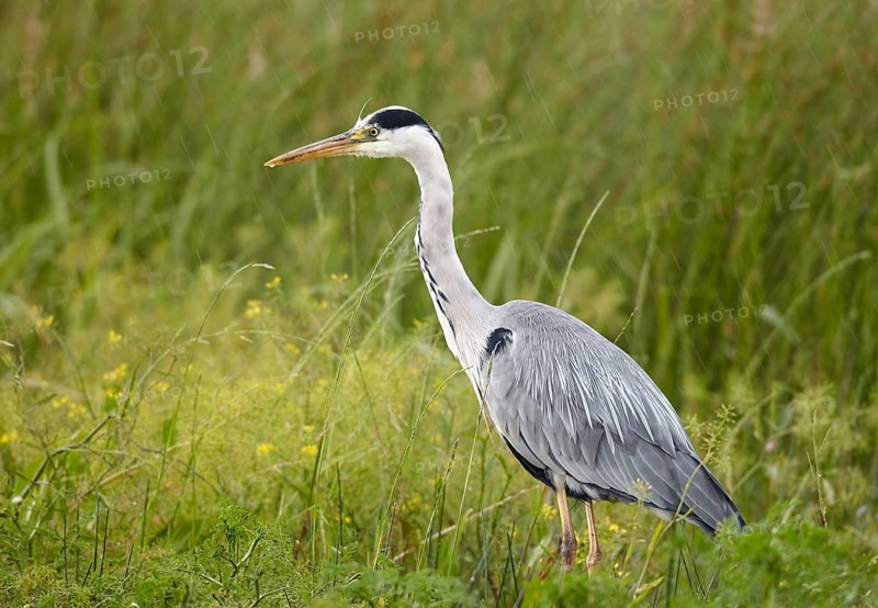 Grey Heron (Ardea cinerea) in rain, Mecklenburg-Western Pomerania, Germany