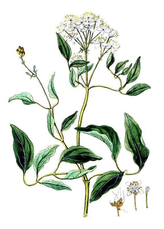 Clematis recta, Clematis recta, digital reproduction of a historical original, between 1790 and 1810