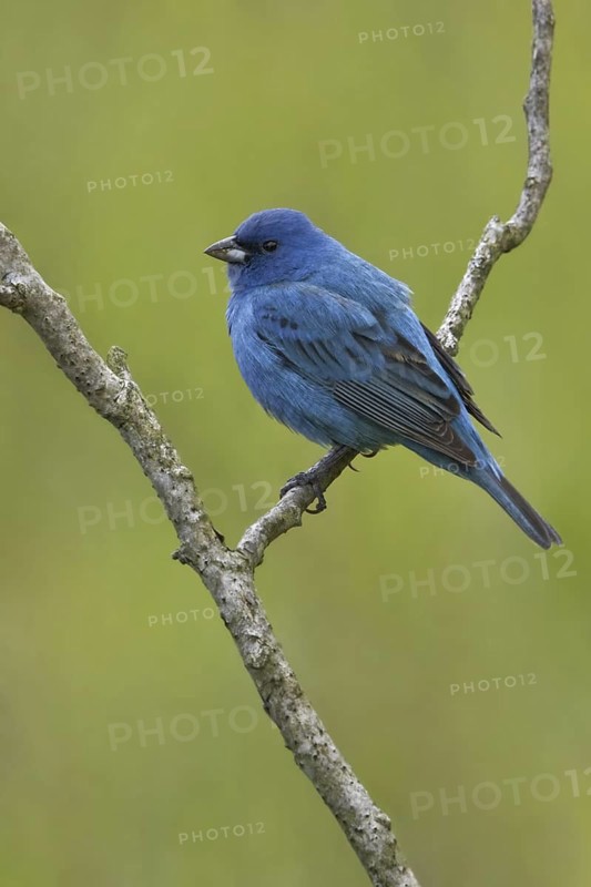 Indigo Bunting (Passerina cyanea) male, British Columbia, Canada