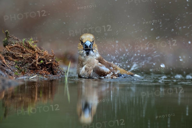 Hawfinch (Coccothraustes coccothraustes) bathing, Netherlands