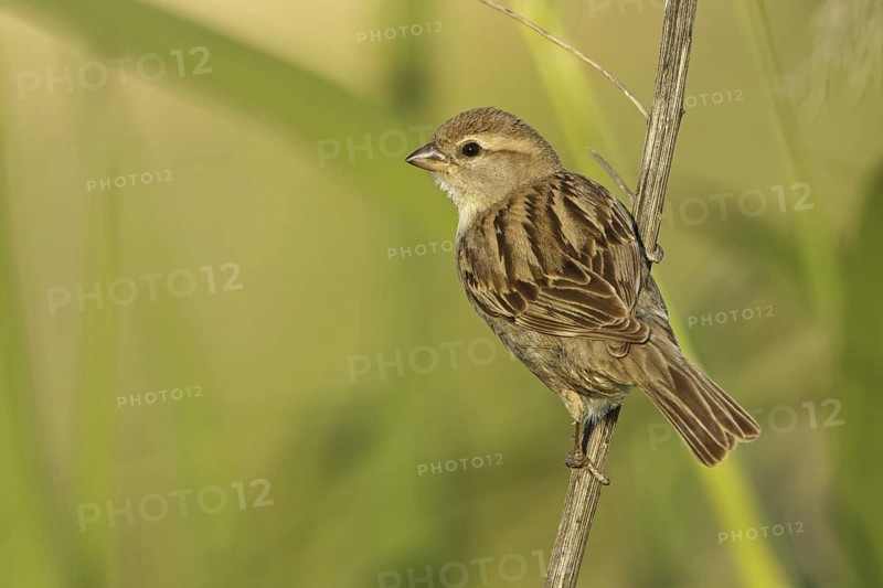 Dead Sea Sparrow (Passer moabiticus) female, Sanliurfa, Turkey