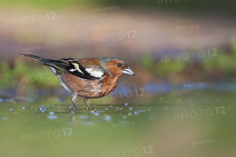 Chaffinch - Buchfink - Fringilla coelebs ssp. coelebs, Germany, adult male