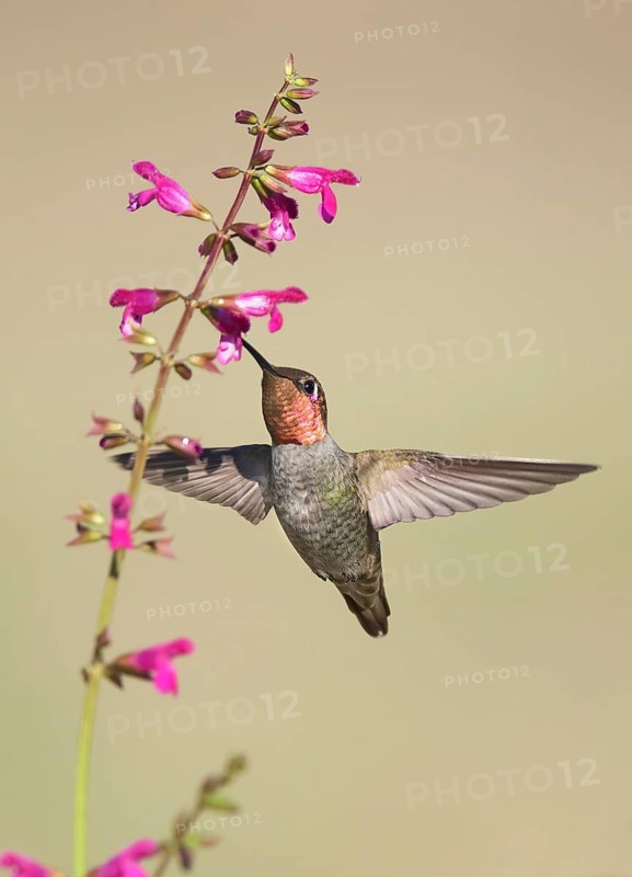 Anna's Hummingbird (Calypte anna) male flying while feeding at flower nectar, California, USA