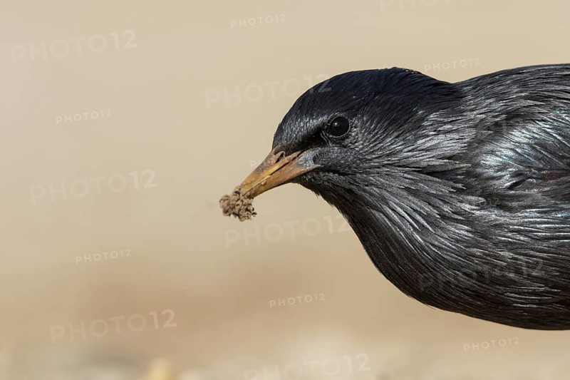 Spotless Starling - Einfarbstar - Sturnus unicolor, Spain, adult