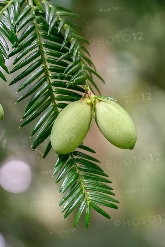 Japanese nutmeg-yew (Torreya nucifera), Arboretum Loismann, Federal Republic of Germany