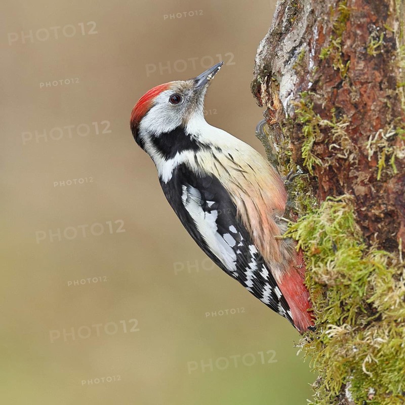 Middle spotted woodpecker (Dendrocopos medius) foraging on dead wood of an oak (Quercus), Wilnsdorf, North Rhine-Westphalia, Germany