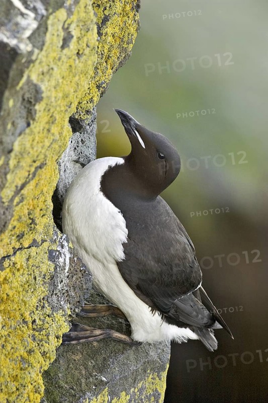 Thick-billed Murre (Uria lomvia), Alaska, USA