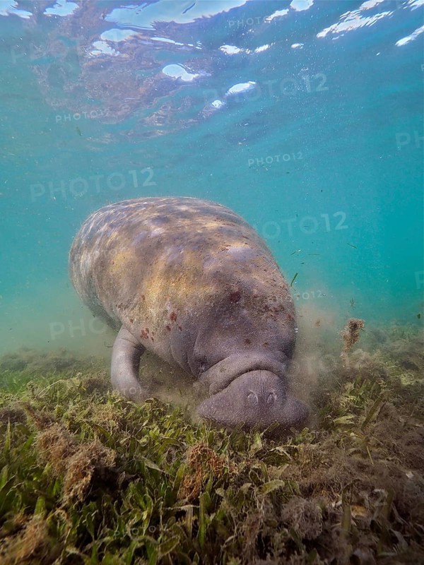 Round-tailed manatee (Trichechus manatus) grazing in Crystal River, Florida, USA, North America