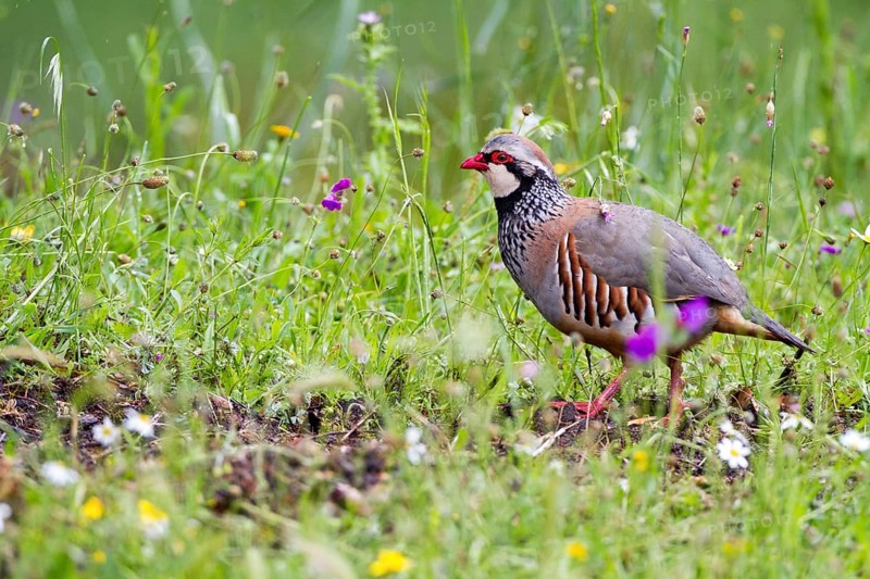 Red-legged Partridge (Alectoris rufa), Andalusia, Spain