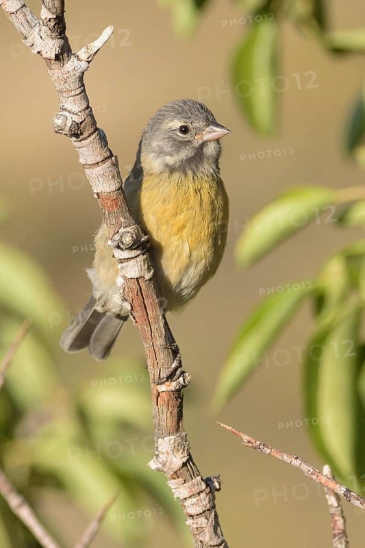 Grey-hooded Sierra Finch (Phrygilus gayi) juvenile, Santiago Metropolitan, Chile