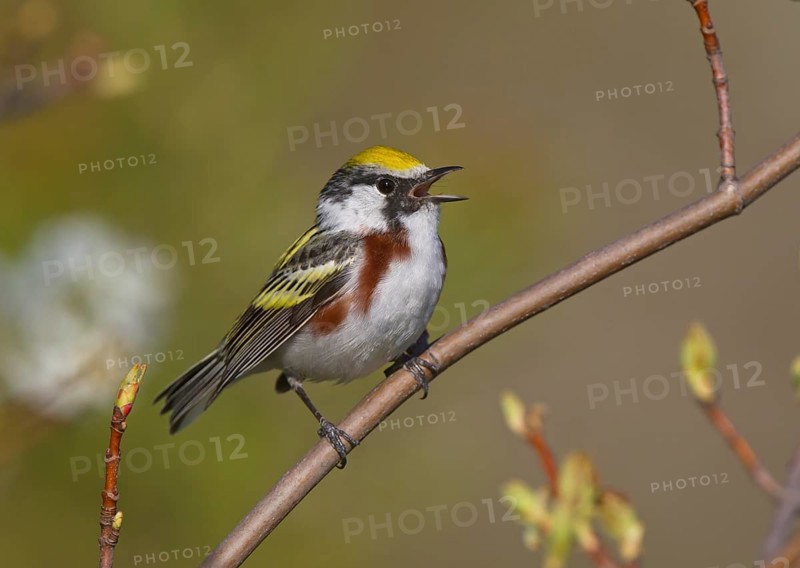 Chestnut-sided Warbler (Setophaga pensylvanica) male singing, Michigan, USA