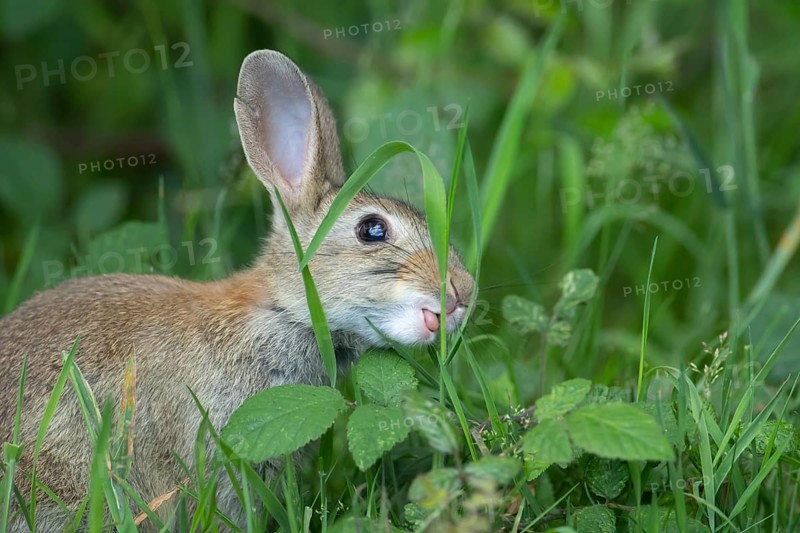 Rabbit (Oryctolagus cuniculus) adult animal feeding in grassland in summer, Suffolk, England, United Kingdom