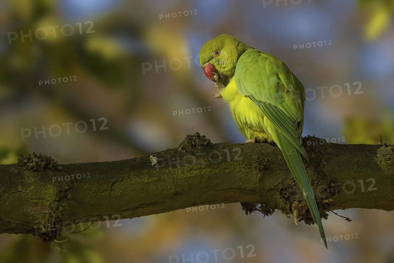 Rose-ringed Parakeet (Psittacula krameri) female, United Kingdom