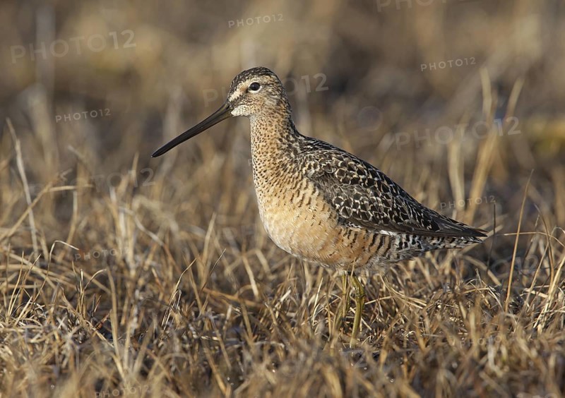 Long-billed Dowitcher (Limnodromus scolopaceus), Alaska, USA