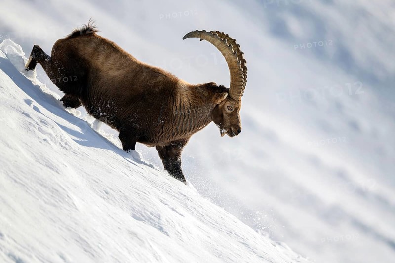 Capricorn, male running through a snowy slope, animals, mammals, winter, (Capra ibex)