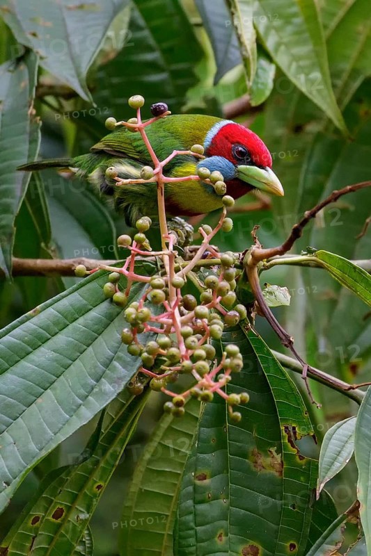 Versicolored Barbet (Eubucco versicolor) perched on a branch in the Amazon in Peru
