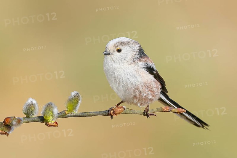 Long-tailed Tit (Aegithalos caudatus) sitting on a branch of willow catkins, Wildlife, Animals, Birds, Tits, Siegerland, North Rhine-Westphalia, Germany