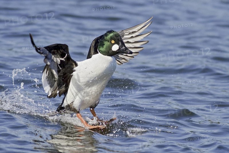 Common Goldeneye (Bucephala clangula) male, British Columbia, Canada