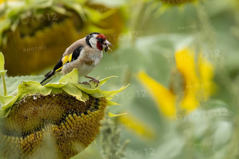 European goldfinch (Carduelis carduelis) adult bird feeding on a sunflower seed in a field of sunflowers, England, United Kingdom
