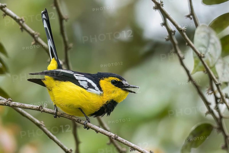 Black-breasted Boatbill (Machaerirhynchus nigripectus) perched on a branch in Papua New Guinea