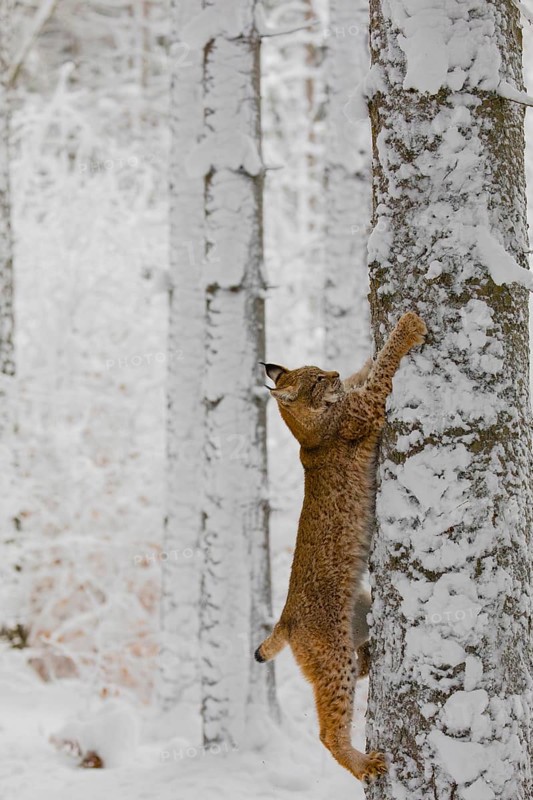 One young male Eurasian lynx, (Lynx lynx), climbing up a birch tree in a snow covered forest